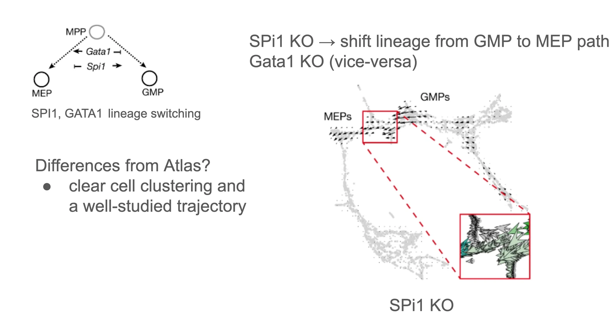Left: schematic of MPP splitting into MEP (erythroid lineage) and GMP (myeloid lineage), with Gata1 promoting MEP and Spi1 promoting GMP through mutual inhibition. Right: Cell Oracle transition-probability vector field on a force-directed embedding of Paul et al. 2015 hematopoiesis data after simulated Spi1 KO. Arrows bend from the GMP branch back toward the MEP branch, reproducing the canonical lineage switch.
