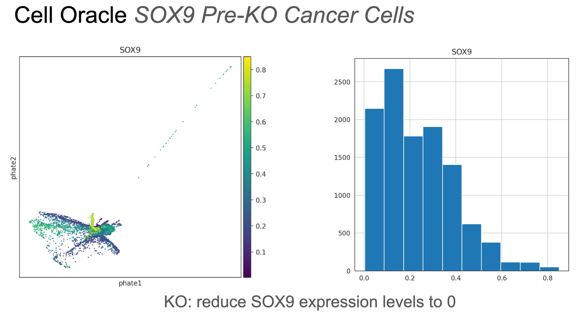 Left: PHATE embedding of ~12,000 CRC cells coloured by SOX9 expression, with high SOX9 concentrated in the stem-like compartment at the base of the embedding. Right: histogram of SOX9 expression across cells, right-skewed with a long tail of high expressers.