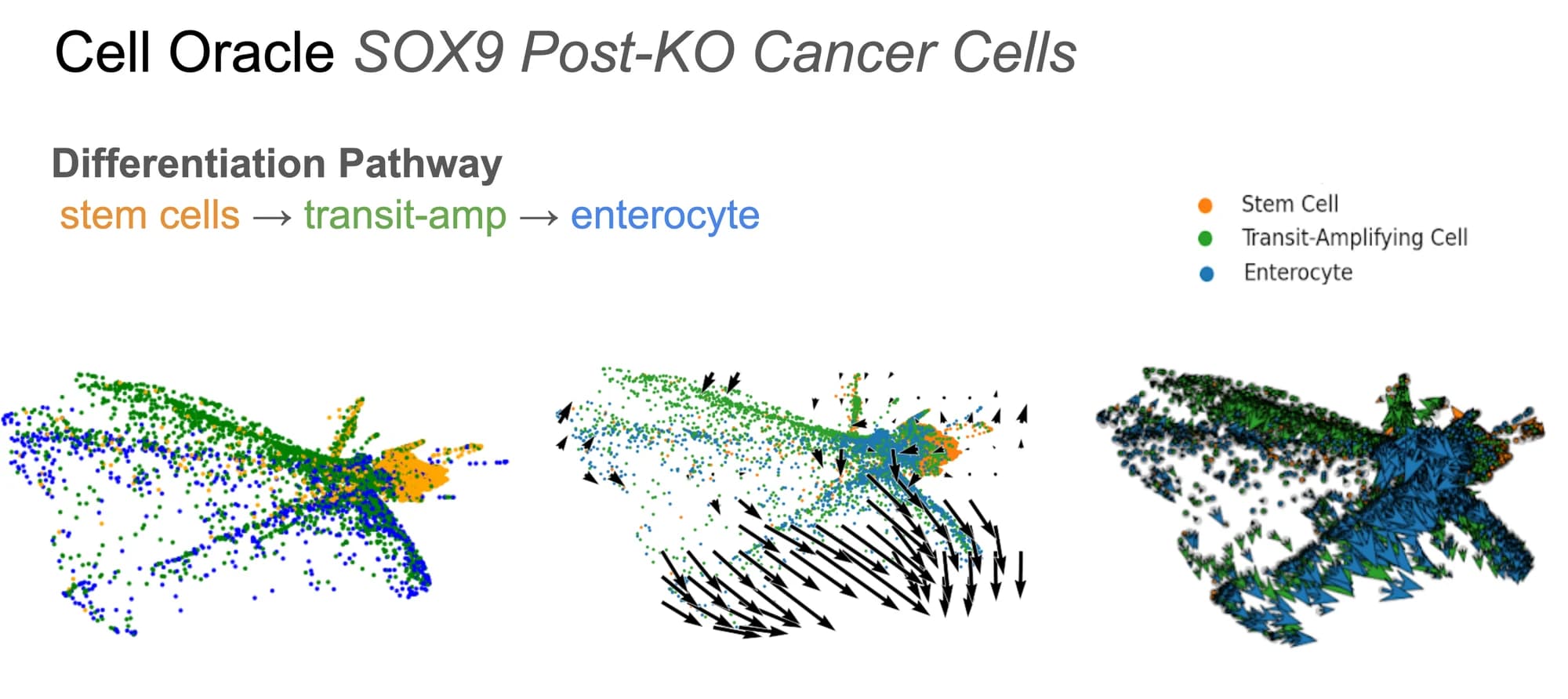 Three-panel PHATE embedding of CRC cells after simulated SOX9 knockout. Left: cells coloured by cell type (stem cell orange, transit-amplifying green, enterocyte blue). Middle: aggregated transition-probability vector field with arrows pointing from the stem cluster toward transit-amplifying and enterocyte clusters. Right: per-cell transition vectors overlaid on the coloured embedding, showing dense downward flow from stem to enterocyte territory.